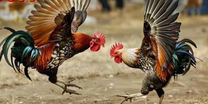 Tích lũy những kinh nghiệm đá gà mạng 